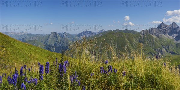 Monkshood (Aconitum napellus), on the Wildengundkopf, 2238m, behind the Hoefats, 2259m, Allgaeu