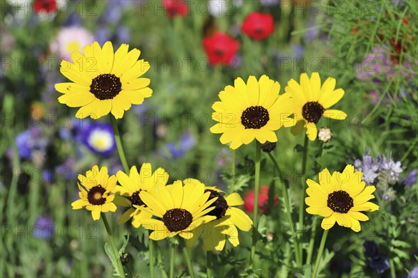 Golden daisy (Euryops spec.), flower meadow, Baden-Wuerttemberg, Germany, Europe, group of yellow