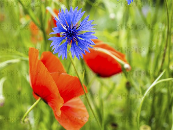 Cornflower (Centaurea cyanus), near Heimschuh, Styria, Austria, Europe