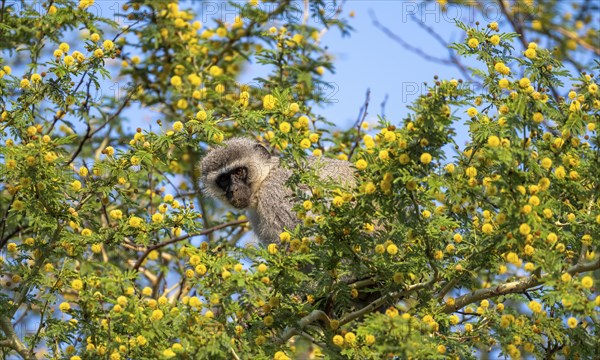 Southern vervet monkey (Chlorocebus pygerythrus) sitting in a flowering tree, eating yellow flowers