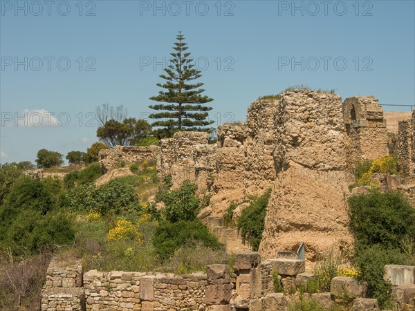 Historic ruins with vegetation and trees against a clear sky, Tunis in Africa with Roman ruins,