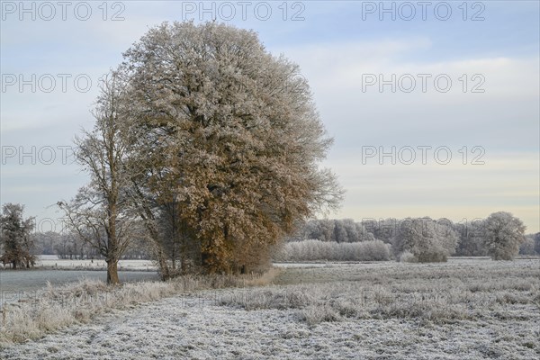 A winter landscape with frozen field and frozen trees under a calm sky, Frosty winter time in the