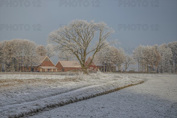 A farm with frozen trees and a frozen field in a quiet winter landscape, Frosty winter time in the