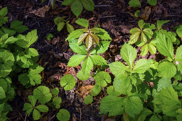 Parthenocissus inserta (Parthenocissus vitacea) or Five-leaved Wild Vine on old foliage, Kempten,