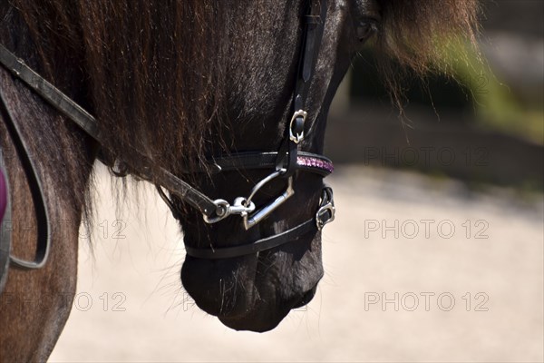 Detailed view of an Icelandic horse with head, mane, mop of hair and equipped with reins, bridle