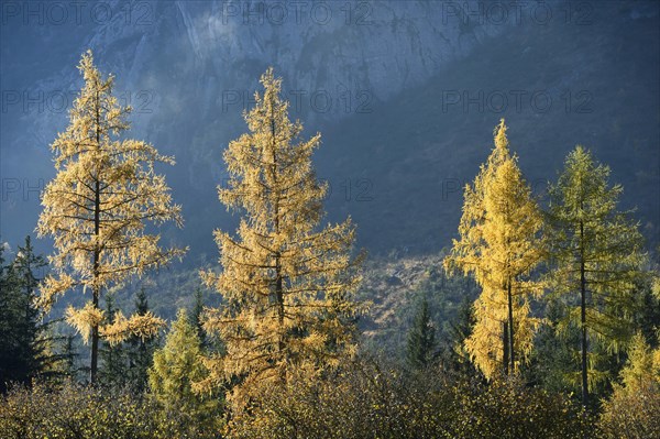 Landscape of yellow European larch (Larix decidua) trees growing in a forest on a mountain in