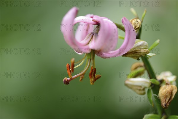 Close-up of a Martagon or Turk's cap lily (Lilium martagon) in a forest in spring