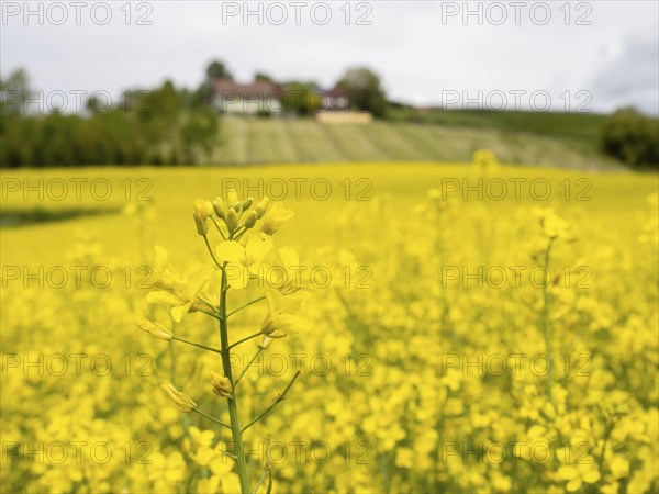 Rape field in bloom, near Riegersburg, Styria, Austria, Europe