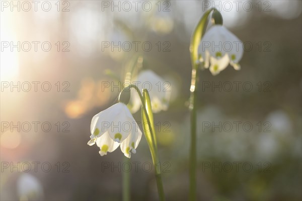 Spring Snowflake (Leucojum vernum) blossoms in a forest on a sunny evening in spring