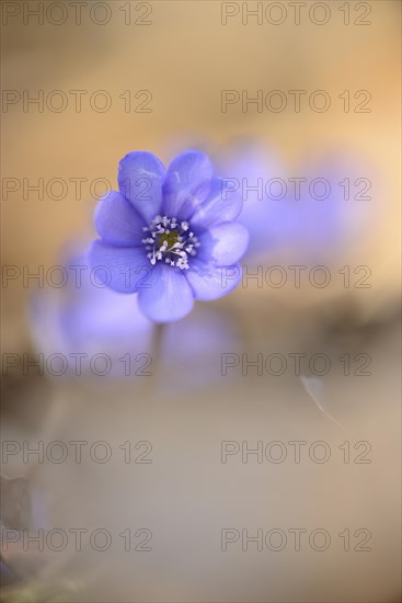 Close-up of a Common Hepatica (Anemone hepatica) blossom in a forest on a sunny evening in spring