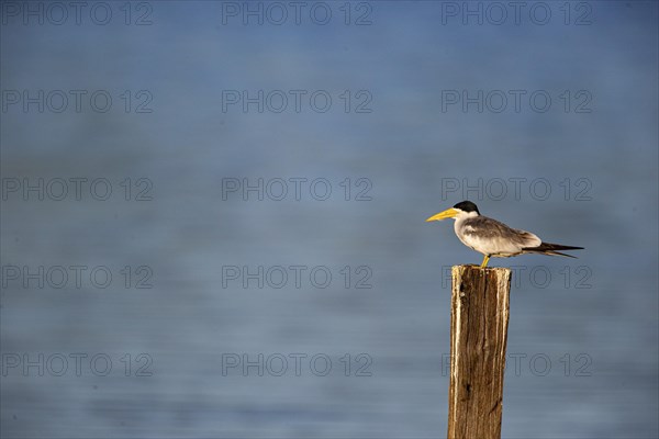 Large-billed Tern (Phaetusa simplex) Pantanal Brazil