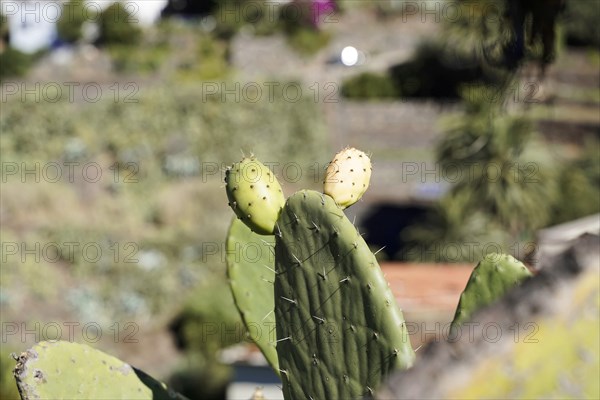 Mountain village Masca, Masca Gorge, Montana Teno Mountains, Tenerife, Canary Islands, Spain,