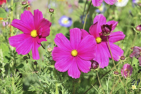 Mexican aster (Cosmea bipinnata), Schwaebisch Gmuend, Baden-Wuerttemberg, Germany, Europe, close-up