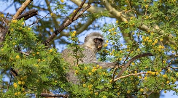 Southern vervet monkey (Chlorocebus pygerythrus) sitting in a flowering tree, eating yellow flowers