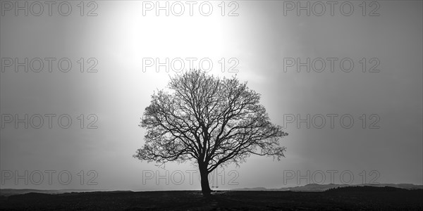 Maple tree (Acer pseudoplataus) near Kornhofen, Allgaeu Alpine foothills, Allgaeu, Bavaria,