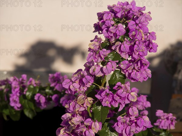 Close-up of bright purple flowering plants with green leaves, the old town of Dubrovnik with