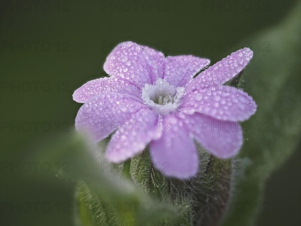 Tautropes, red campion (Silene dioica), close-up with focus stacking, near Ratten, Ennstal, Styria,