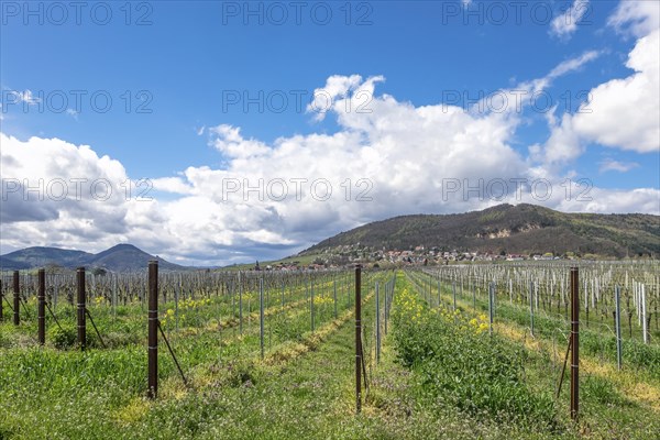 View over vineyards to the wine village of Frankweiler and the Palatinate Forest, Southern
