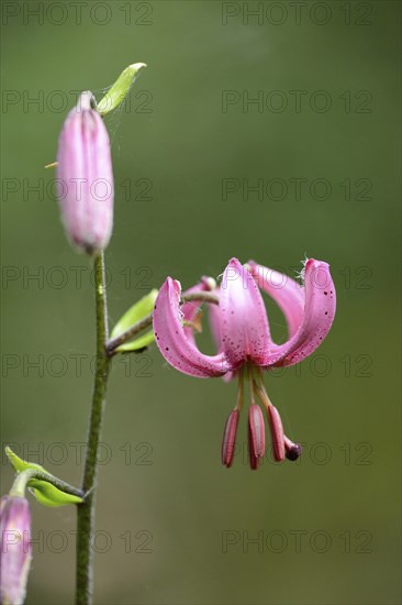 Close-up of a Martagon or Turk's cap lily (Lilium martagon) in a forest in spring