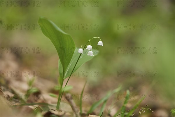 Close-up of Lily of the valley (Convallaria majalis) blossoms in early summer