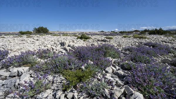 Flowering sage (Salvia), island of Pag, Zadar, Dalmatia, Croatia, Europe