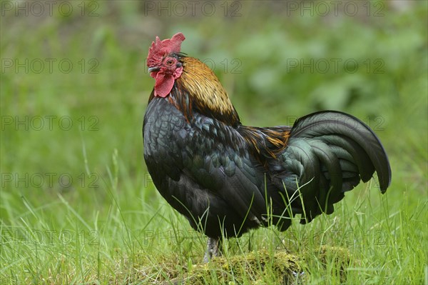 Close-up of a chicken (Gallus gallus domesticus) rooster in spring