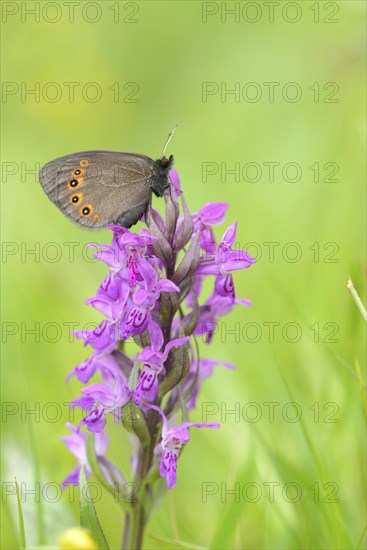 Close-up of an Arran Brown (Erebia ligea) sitting on a western marsh orchid (Dactylorhiza majalis)