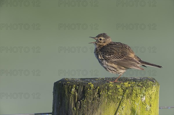 Meadow Pipit (Anthus pratensis), Lower Saxony, Germany, Europe