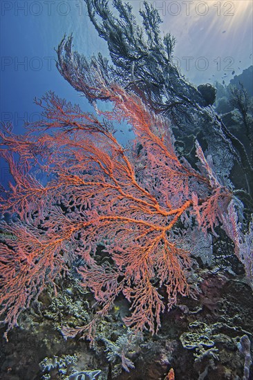 Knotted fan coral (Melithaea ochracea), Wakatobi Dive Resort, Sulawesi, Indonesia, Asia