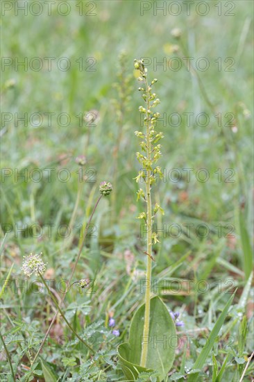 Common twayblade (Neottia ovata), complete plant in meadow, Muensterland, Germany, Europe