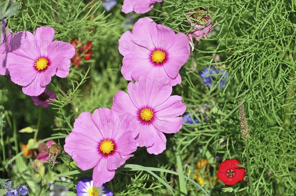 Mexican aster (Cosmea bipinnata), Schwaebisch Gmuend, Baden-Wuerttemberg, Germany, Europe, Three