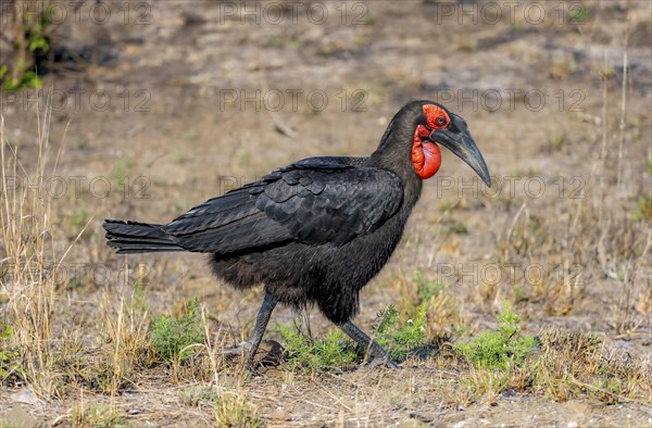 Red-faced hornbill or southern ground hornbill (Bucorvus leadbeateri) (Bucorvus cafer), foraging,