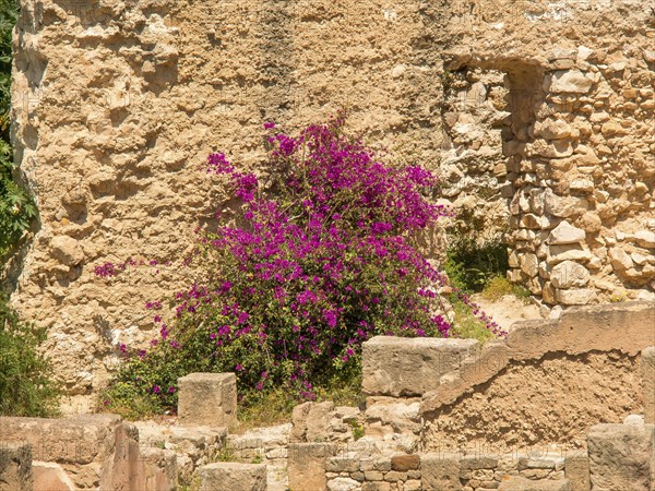 Stone ruins with pink flowers under bright sunshine and green vegetation, Tunis in Africa with