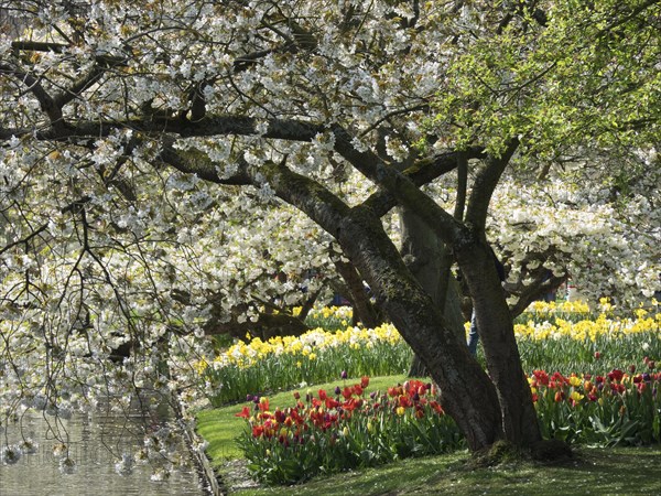 Large blooming white tree branches over a field of yellow and red flowers on a sunny day, many