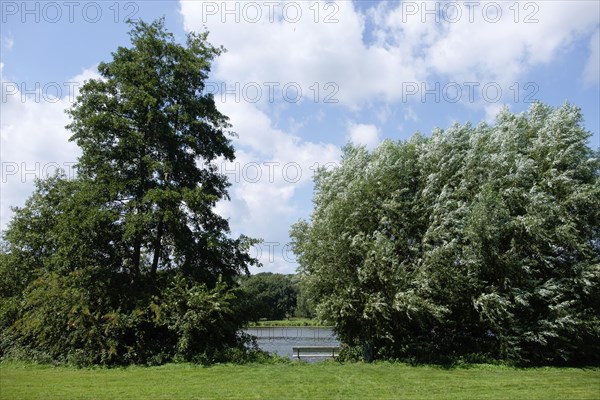 Green trees and a lake under a blue sky on a summer day, small lake with hiking trails and trees in