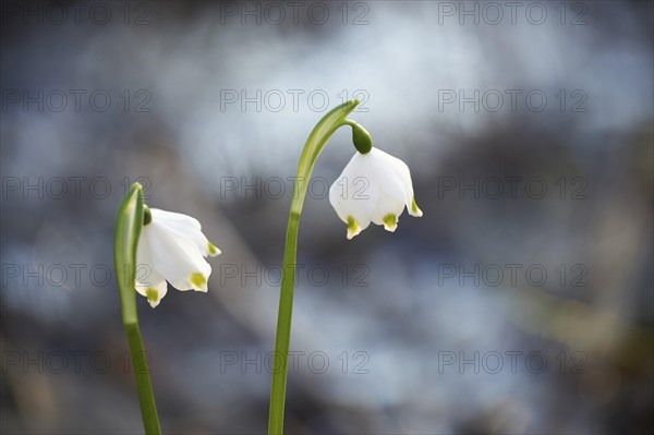 Close-up of spring snowflake (Leucojum vernum) blooming in spring, Bavaria, Germany, Europe