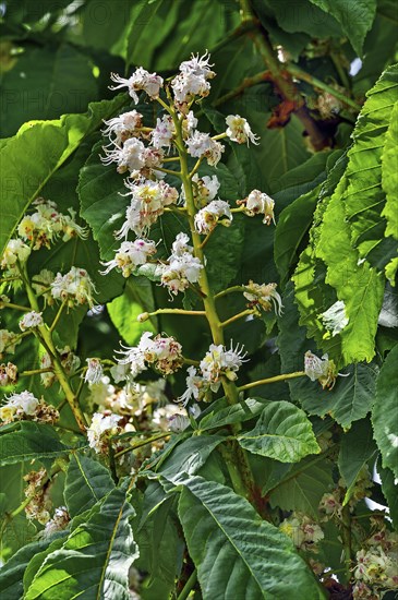 Spring, blossoms of the common horse-chestnut (Aesculus hippocastanum), Allgaeu, Bavaria, Germany,