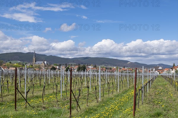 View of Edenkoben, Hambach Castle in the background, German or Southern Wine Route, Southern