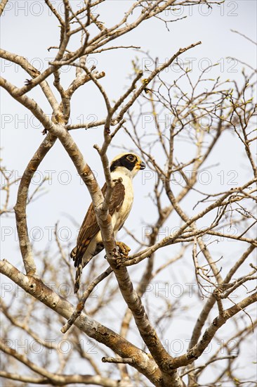 Laughing falcon (Herpetotheres cachinnans) Pantanal Brazil