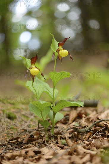 Close-up of lady's-slipper orchid (Cypripedium calceolus) blossoms in a forest in spring, Upper