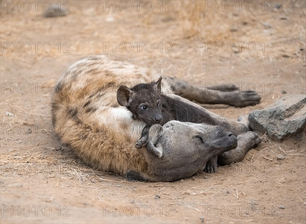 Spotted hyenas (Crocuta crocuta), adult female cuddling with young, lying down, Kruger National