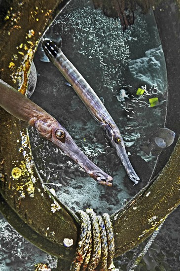 Chinese trumpetfish (Aulostomus chinensis), Wakatobi Dive Resort, Sulawesi, Indonesia, Asia