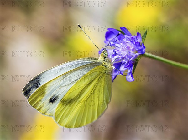Large White, Pieris brassicae, butterfly on pink flower