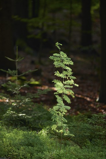 Rowan or mountain-ash (Sorbus aucuparia) in the bavarian forest, Bavaria, Germany, Europe