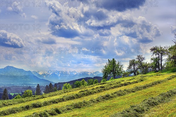 Spring, meadow with the first mowing and dramatic cloud formation over the Alps, Allgaeu, Bavaria,