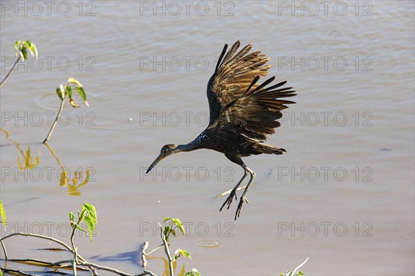 Limpkin (Aramus guarauna) Pantanal Brazil