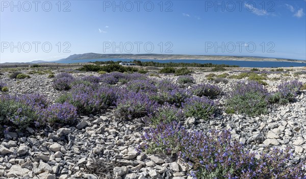 Flowering sage (Salvia), island of Pag, Zadar, Dalmatia, Croatia, Europe