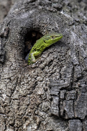 Sand lizard (Lacerta agilis) looking out of a knothole, Dalmatia, Croatia, Europe