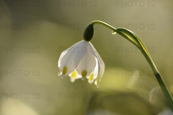 Close-up of Spring Snowflake (Leucojum vernum) blossoms in a forest on a sunny evening in spring