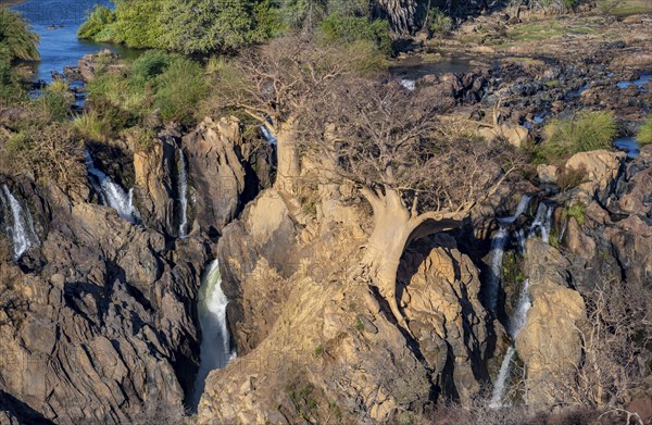 Kunene River, waterfall and African Baobab (Adansonia digitata), in the evening light, Epupa Falls,
